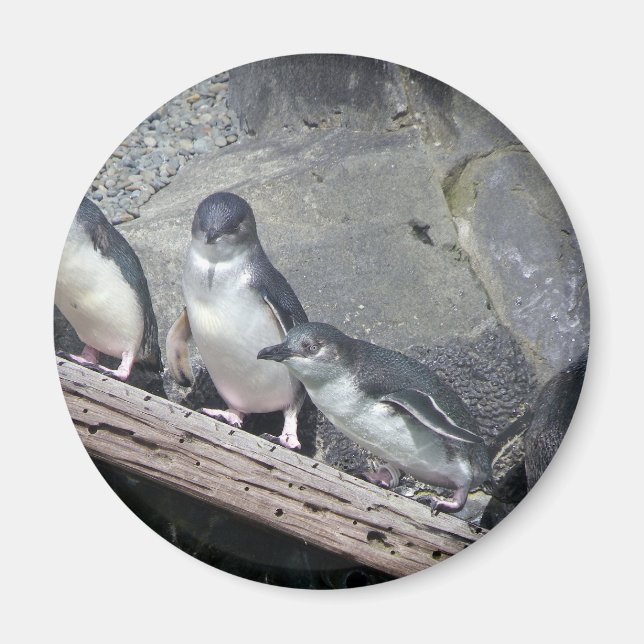 Penguin Perch Magnet (Vorne)