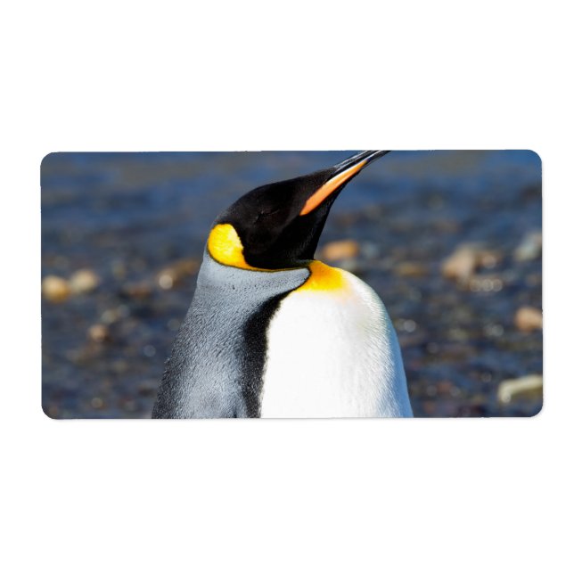 Penguin Portrait (Vorne)