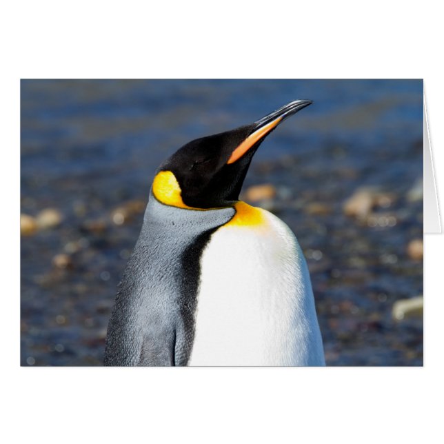 Penguin Portrait (Vorderseite (Horizontal))