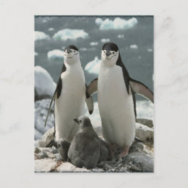 Penguin Postkarte