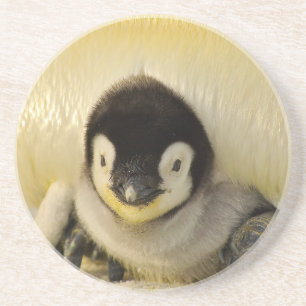 Penguin Sandstein Untersetzer