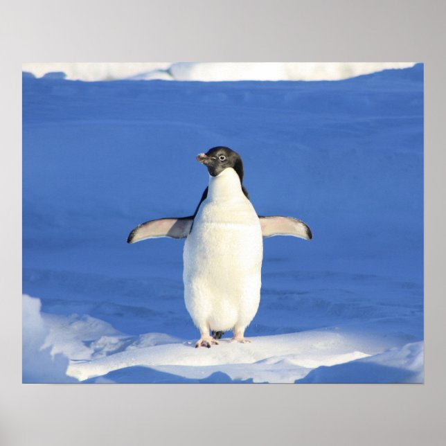 Penguin Show Off Poster (Vorne)