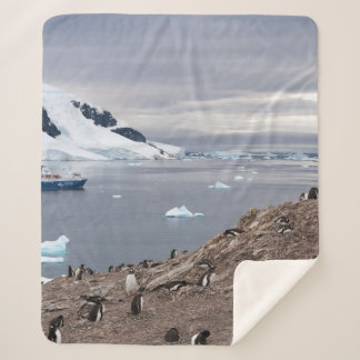 PENGUINS AM MEER SHERPADECKE