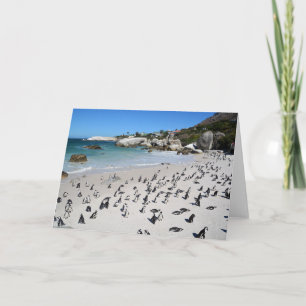 Penguins Boulders Beach   Südafrika Karte