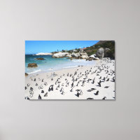 Penguins Boulders Beach | Südafrika