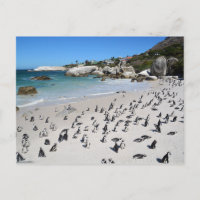 Penguins Boulders Beach | Südafrika