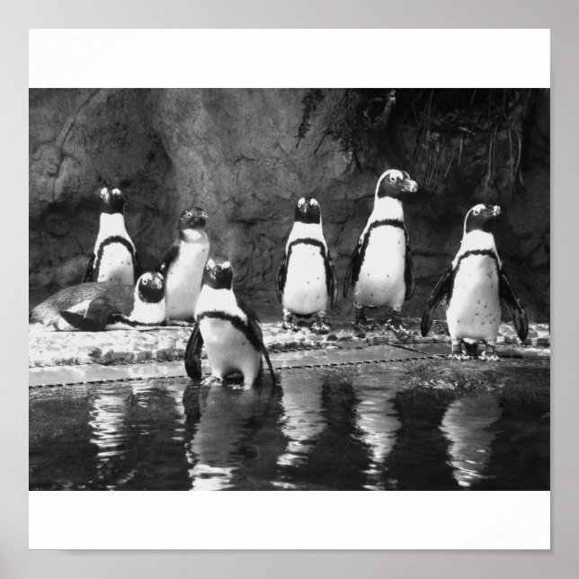 Penguins Galore Poster (Vorne)