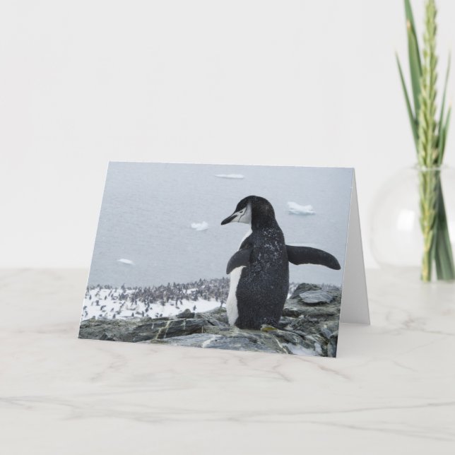 Penguinzilla Karte (Vorderseite)