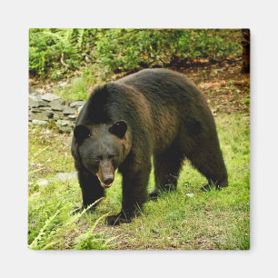 Pennsylvania Black Bear Magnet