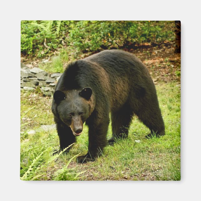 Pennsylvania Black Bear Magnet (Vorne)