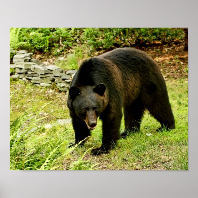 Pennsylvania Black Bear Poster (Vorne)