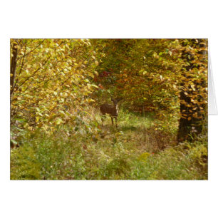 Pennsylvania Deer im Herbst