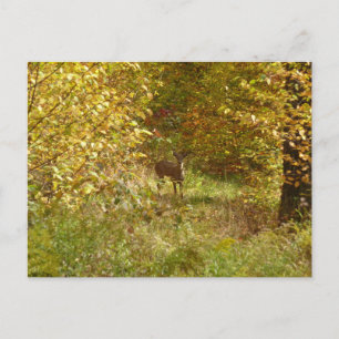 Pennsylvania Deer im Herbst Postkarte