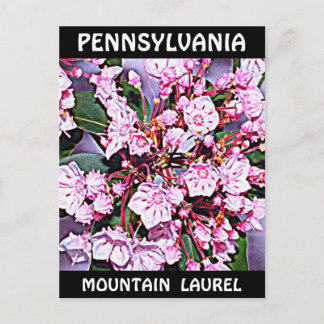 Pennsylvania Mountain Laurel Postkarte