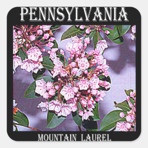 Pennsylvania Mountain Laurel Quadratischer Aufkleber