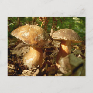 Penny Bun Mushroom Postcard Postkarte