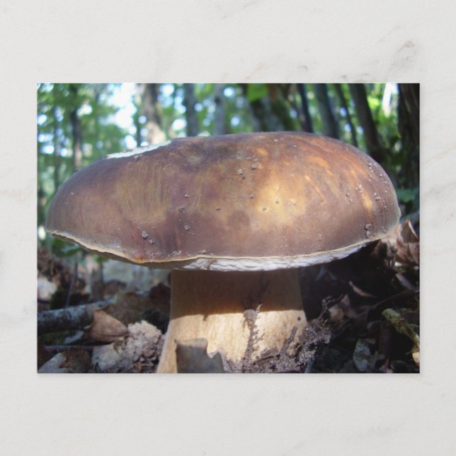 Penny Bun Mushroom Postcard Postkarte (Vorderseite)