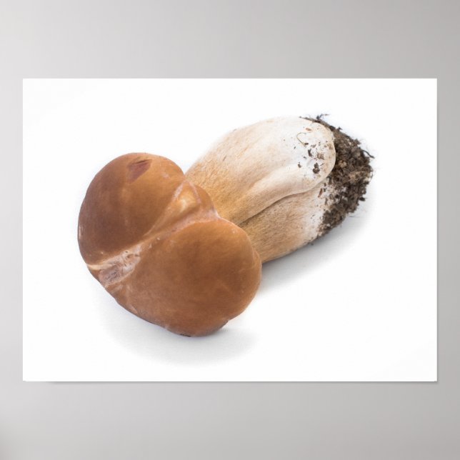 Penny bun poster (Vorne)