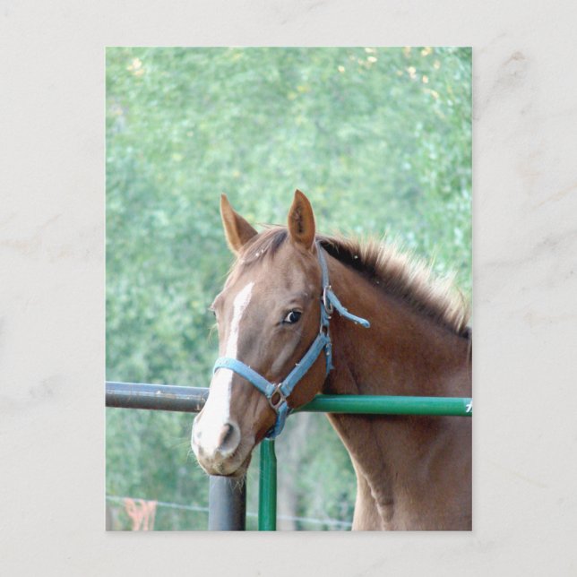 Penny Ole Gal Postkarte (Vorderseite)