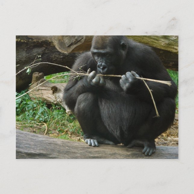 Pensive Gorilla Postkarte (Vorderseite)