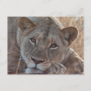 Pensive Lion Postkarte