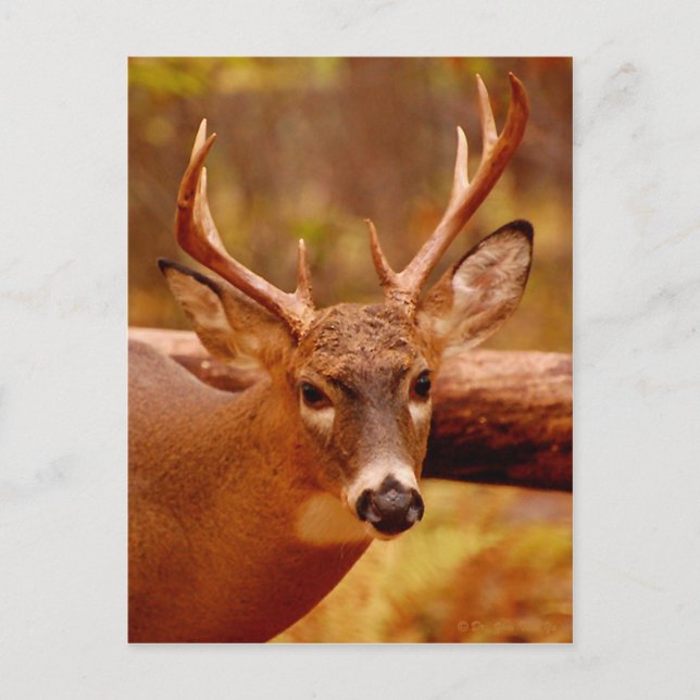 Pensive Mule Deer Buck Postkarte (Vorderseite)
