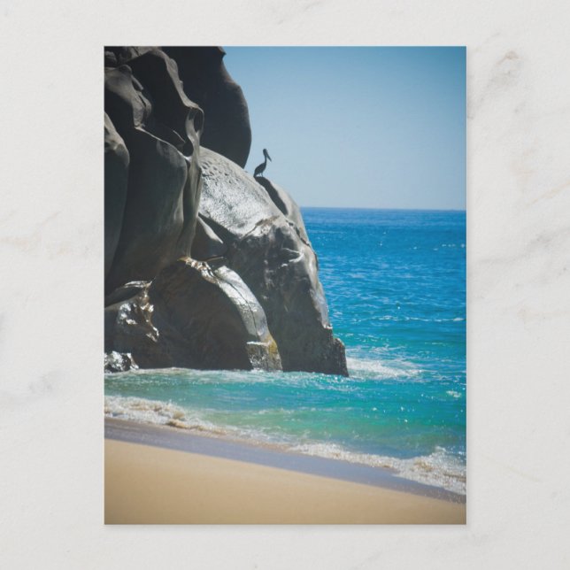 Pensive Pelican Postkarte (Vorderseite)