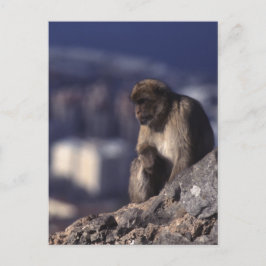 Pensiver Affe in Gibraltar Postkarte