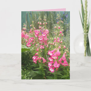 Penstemon Flower Garden Blumenstrauß Geburtstagska Karte
