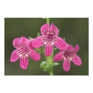 Penstemon, Penstemon triflorus, Fotodruck