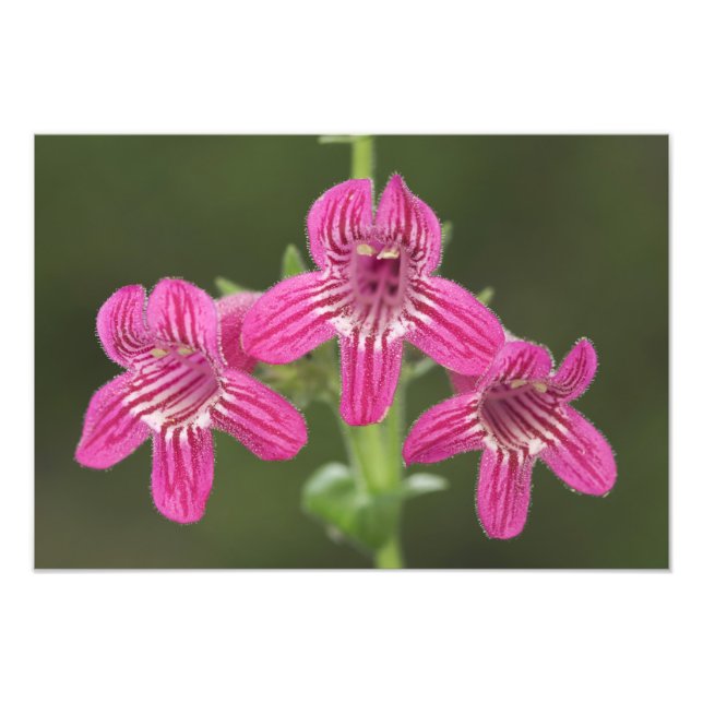 Penstemon, Penstemon triflorus, Fotodruck (Vorne)