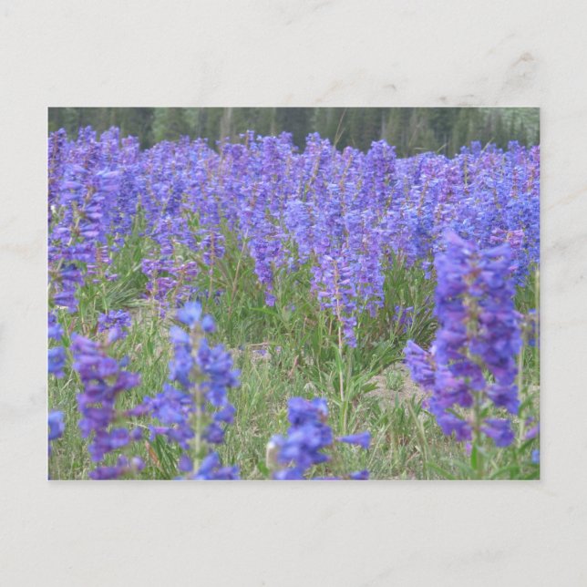 Penstemon Wildblumen Wyoming Postkarte (Vorderseite)