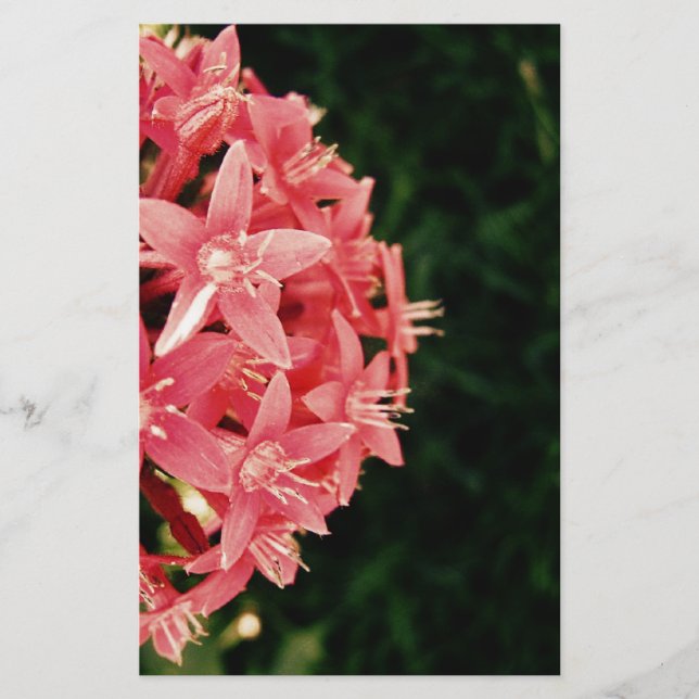 Pentas Briefpapier (Vorderseite)