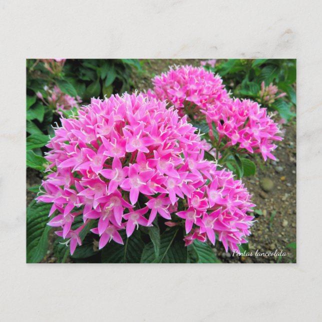 Pentas lanceolata [Postkarte] Postkarte (Vorderseite)