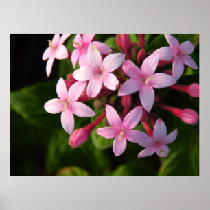 Pentas-Poster Poster