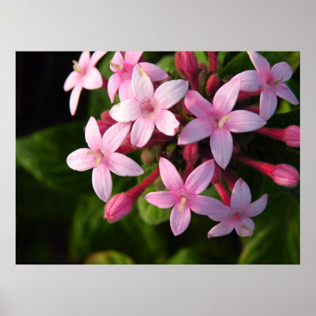 Pentas-Poster Poster (Vorne)