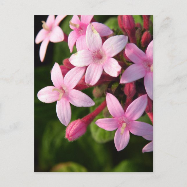 Pentas Postkarte (Vorderseite)