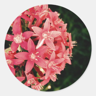 Pentas Runder Aufkleber