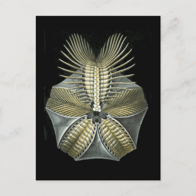 Pentremiten Postkarte (Vorderseite)