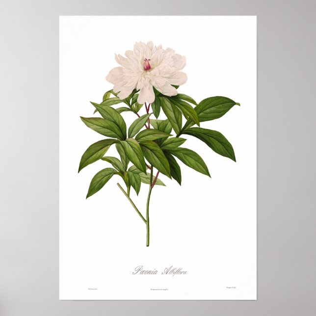 Peonia albiflora poster (Vorne)