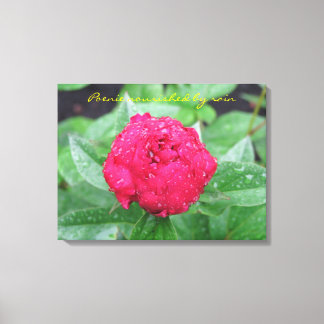 Peonie After Rain Wrapped Canvas Leinwanddruck