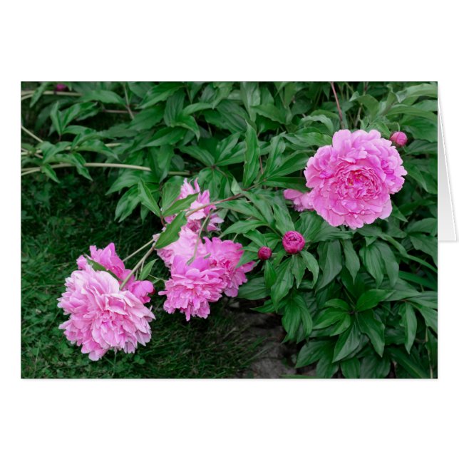 PEONIES (Vorderseite (Horizontal))