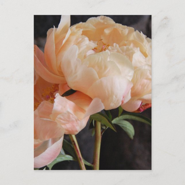 Peonies 7 postkarte (Vorderseite)