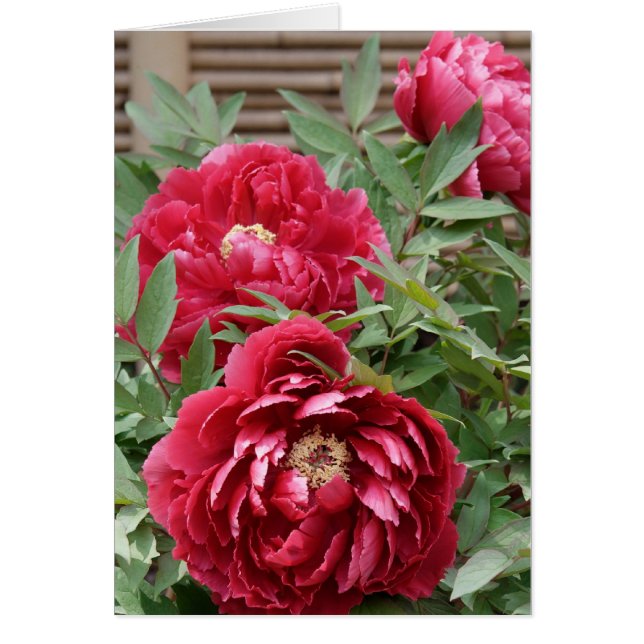 Peonies auf Kamakura-Karte (Vorne)