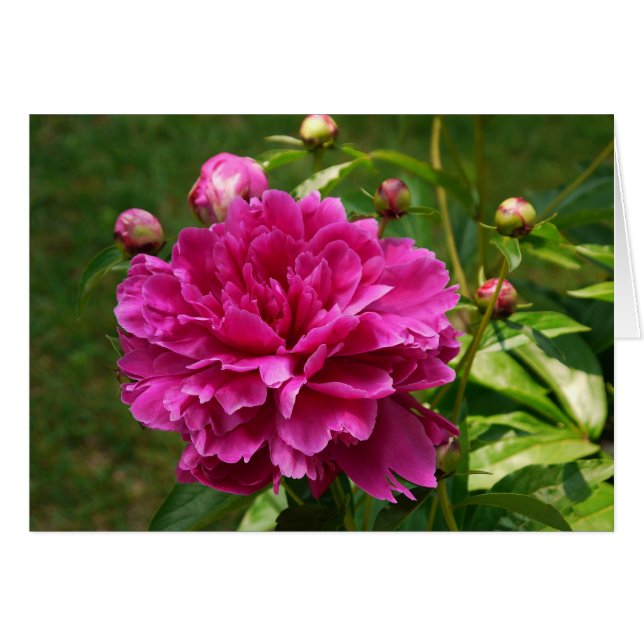 Peonies-CARD (Vorderseite (Horizontal))