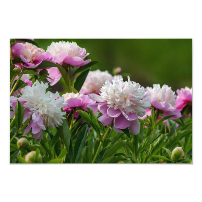 Peonies Foto Print (Vorne)
