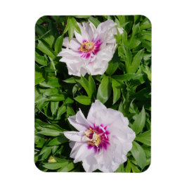 Peonies Magnet