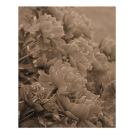 Peonies Multiple in Sepia Poster