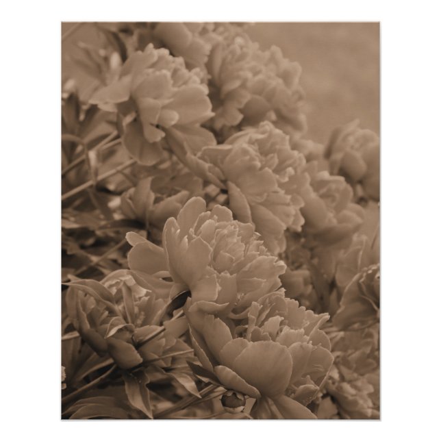 Peonies Multiple in Sepia Poster (Vorderseite)