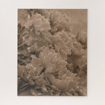 Peonies Multiple in Sepia